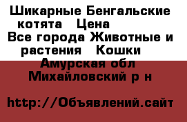 Шикарные Бенгальские котята › Цена ­ 25 000 - Все города Животные и растения » Кошки   . Амурская обл.,Михайловский р-н